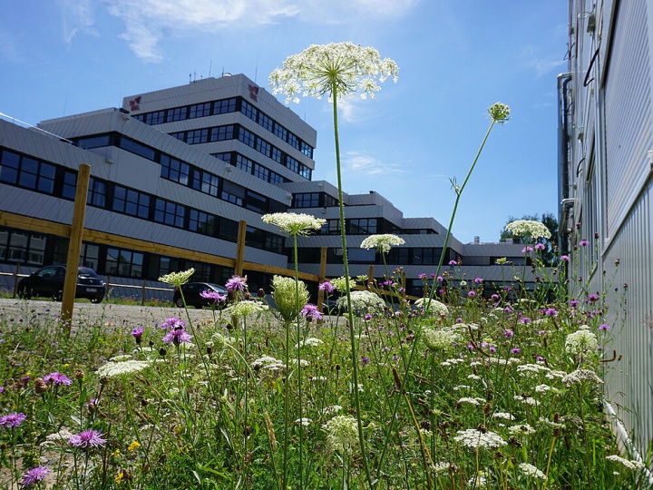Wildblumenwiese lockt viele hilfreiche Insekten an